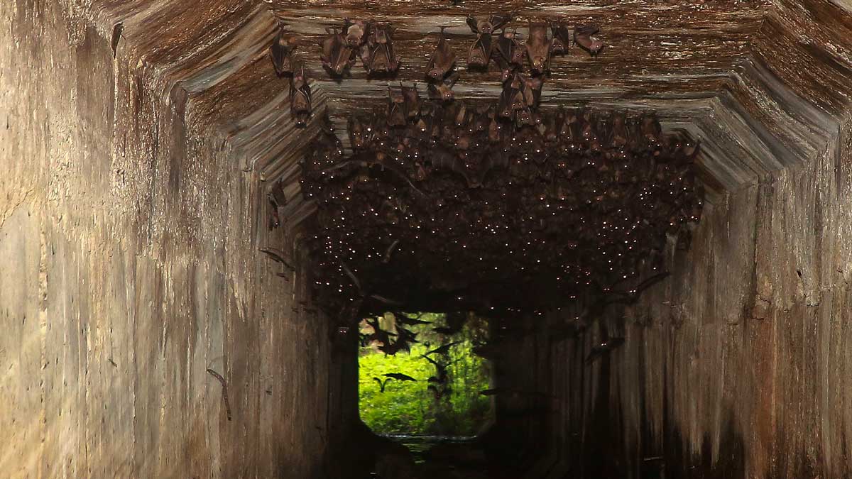 How Reuters pinpointed bat-virus risk zones worldwide
