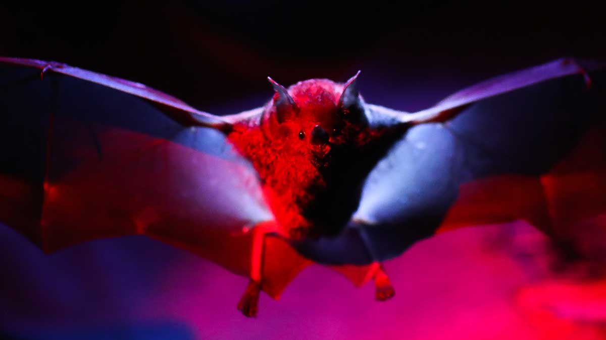 How Reuters pinpointed bat-virus risk zones worldwide