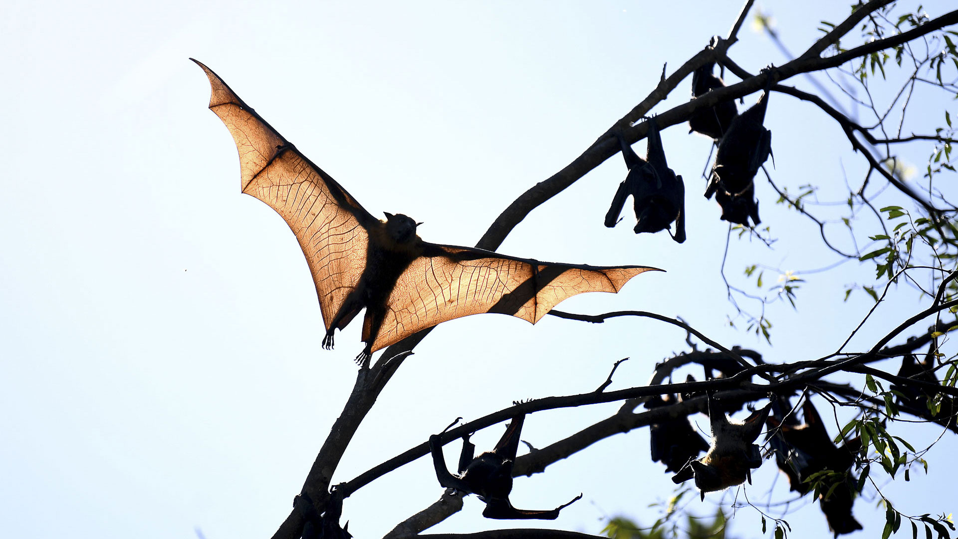 Bats carry killer viruses. Scientists suggest ways to cope.