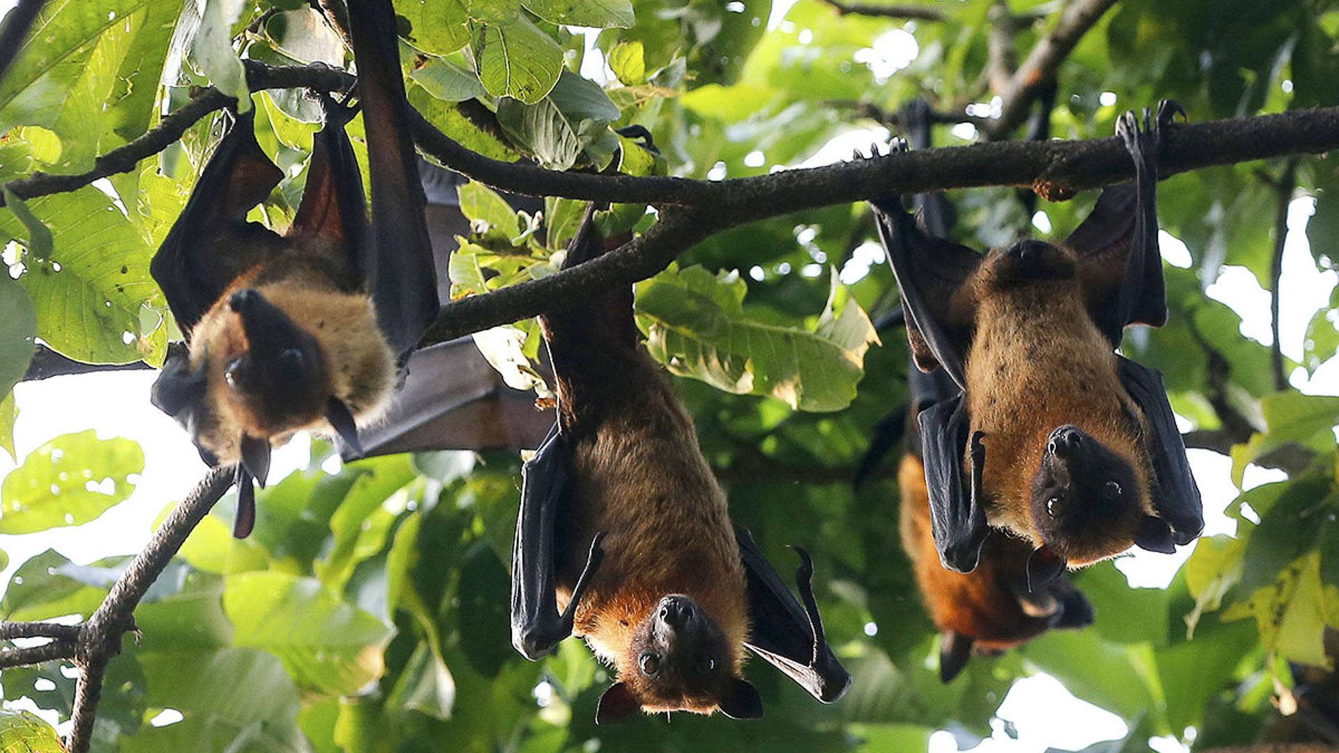 How a deadly bat virus found new ways to infect people